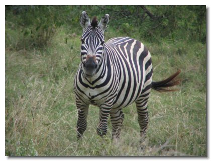 KE 104 - Lake Nakuru - Plains Zebra